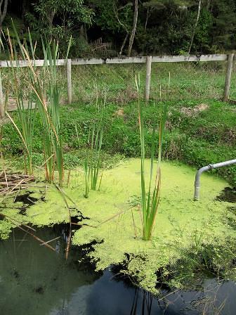 Raglan's water source