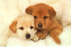 Puppies - Image supplied by WDC