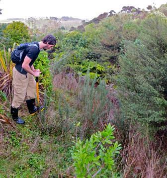 Before photo - Most of the gorse on the reserve has been shaded out, but there are still a few areas where more shading is needed. Image supplied
