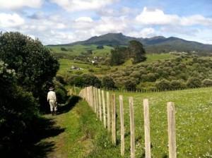 A volunteer at work in the reserve.  Image - John Lawson