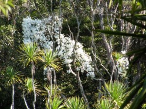 Clematis in flower in the Bush Park - Image F Of W