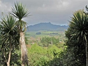 View of Mt Karioi from a trail at the Bush Park - Image F of W