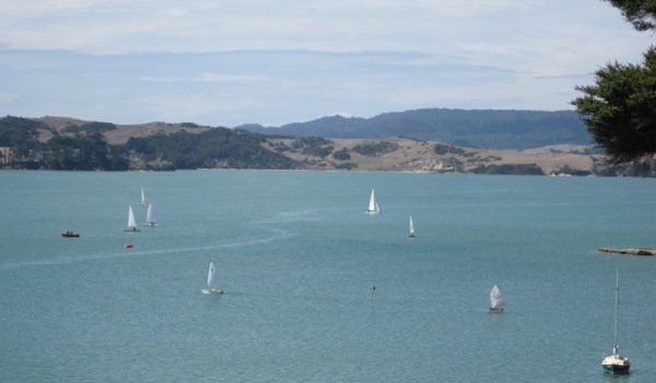 Raglan Sailing Club racing on the inner harbour