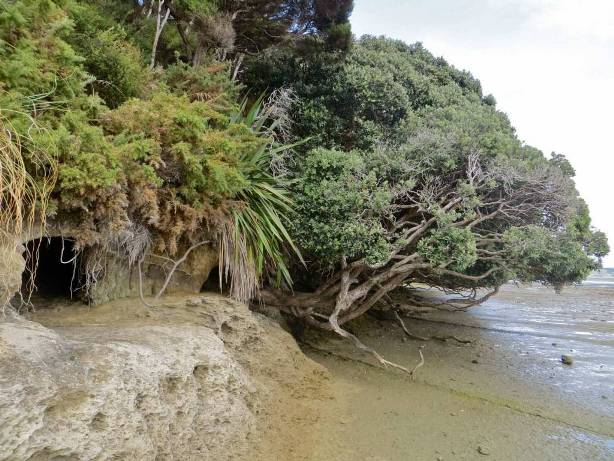 Shoreline of Aotea Harbour - Image John Lawson