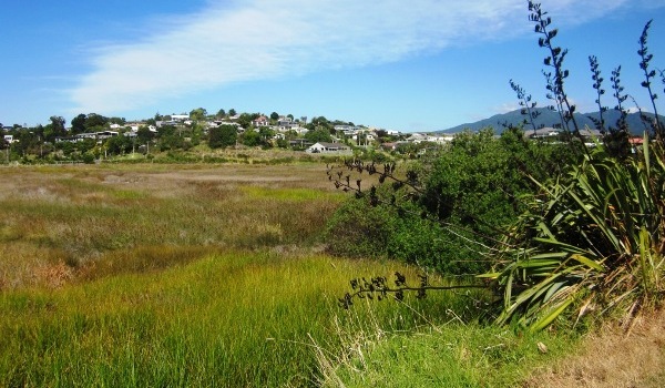 Aroaro wetland - looking good