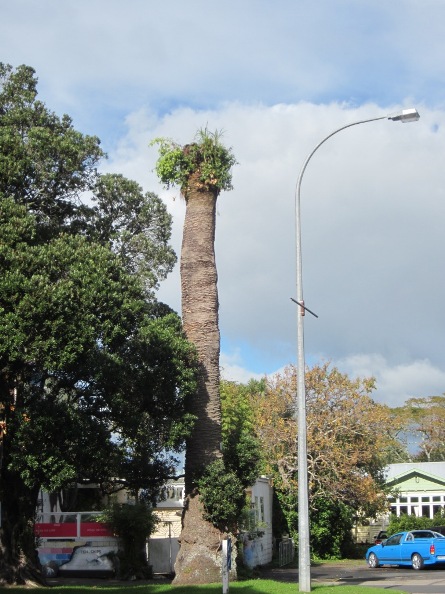 The damaged Phoenix Palm in Bow St, Raglan