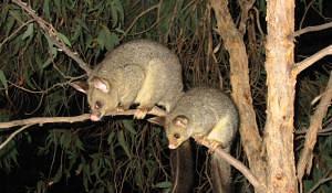 Possums eyeing up Karioi's native bush - File photo