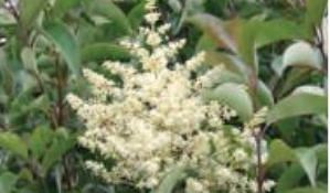 Tree Privet - Image WRD Trevor James