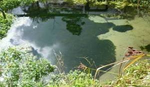Plenty of water at Raglan's water supply - the Riki Springs. Image John Lawson