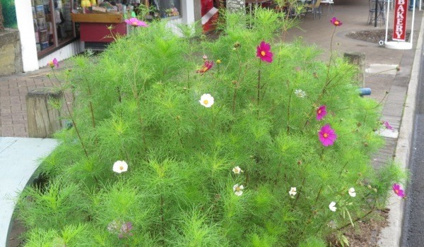 Flower garden in Bow Street