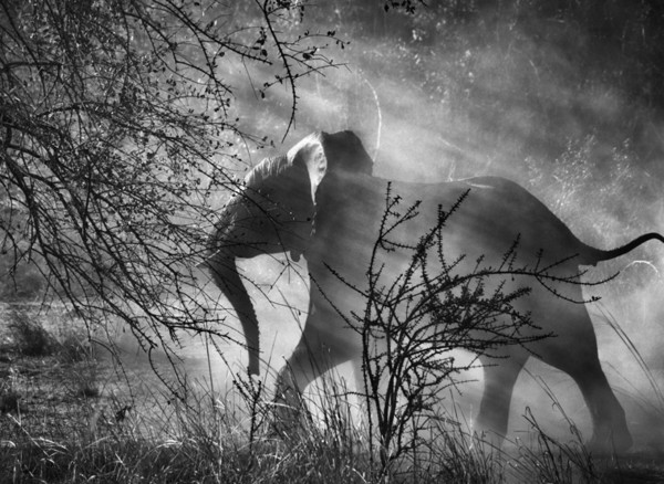 The life and work of Brazilian photographer Sebastião Salgado. - Image supplied
