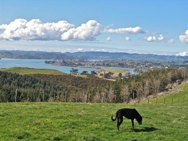 Dog in Wainui Reserve - Image John Lawson