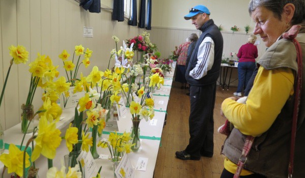 Visitors admire the daffodils