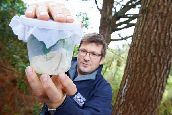 WRC biosecurity officer with privet bugs - Image supplied