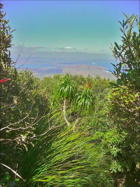 View from Mount Karioi - Image John Lawson