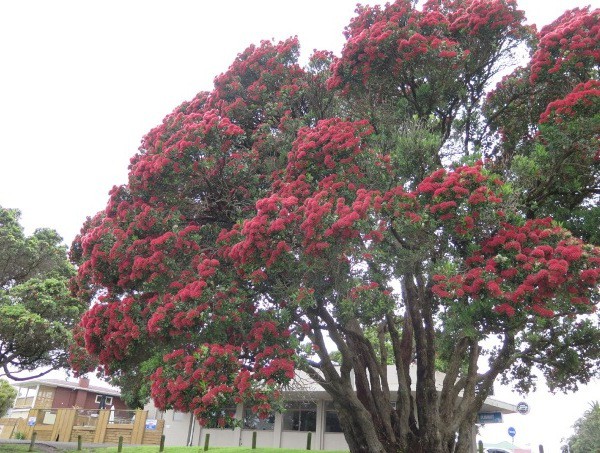 Bow St Pohutukawa