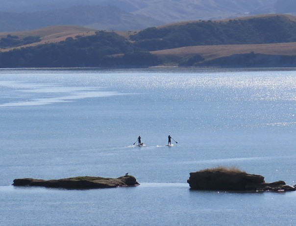 Paddleboarding on the harbour off Lorenzen Bay