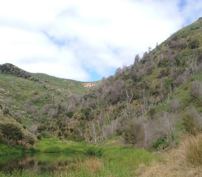 After the spraying there is dead Totara and Kanuka. Himalayan honey suckle is regrowing after spraying with heather doing very well with a lot of seedlings coming up as well is ink weed and blackberry. Image Whaingaroa Harbourcare