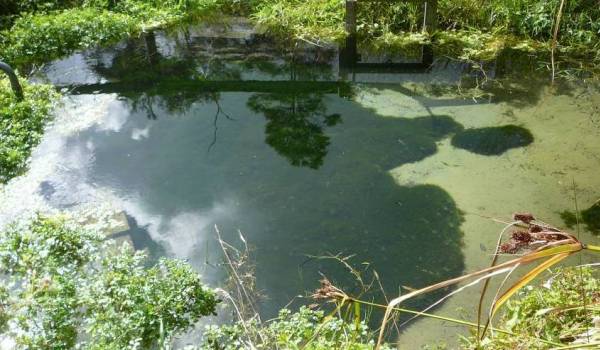 Riki Springs source of Raglan's water have been given the all clear