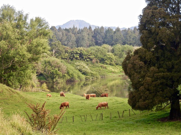 The Waipa is the Waikato’s largest tributary. The ramblers will be walking there and in some of the kahikatea bush in the middle distance. In the 1850s a native school was founded here and one of the best routes from Raglan met the river boats here. Image - John Lawson