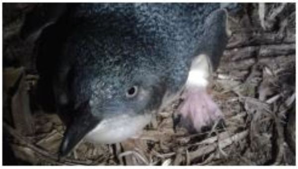 Oi, aka Grey-Faced Petrel, is one of the few burrowing petrels to still survive on the New Zealand mainland, and Oi come to the Raglan coastline to breed every winter. - Image Karioi Maunga
