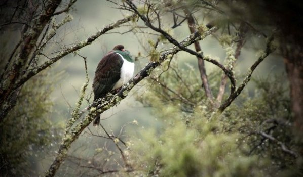 Winning photo from last competition: Kereru by Jeanie Ashdown - Image supplied