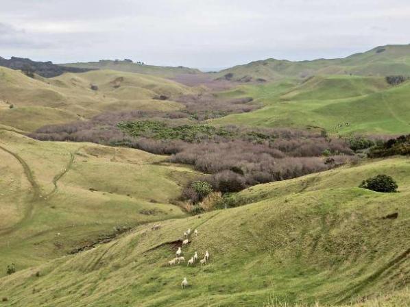 Toreparu area with the second largest coastal wetland in North Island. Image John Lawson