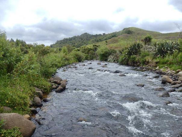 On the Nikau walk as well as nikau palms, there's also many other trees and a rushing stream. Image John Lawson