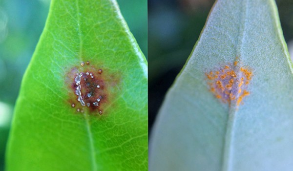 Upper and lower surface of same leaf of pōhutukawa (Metrosideros). Red/brown lesions with pustules on top, orange/yellow pustules underneath. Image MPI