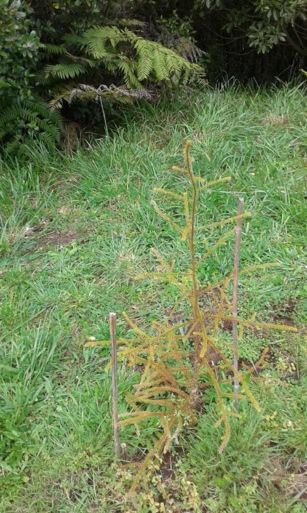 Rimu tree at Wainui Bush Park Reserve. Image supplied