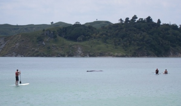 Paddle boarders keeping an eye on the whale