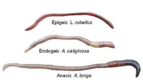 Earthworms improve farm productivity – Raglan 23