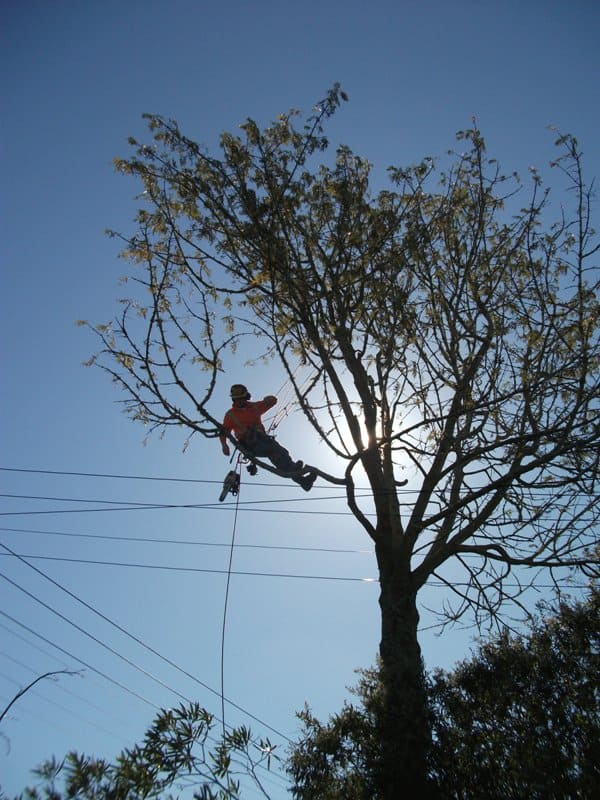 WEL tree trimming underway for winter