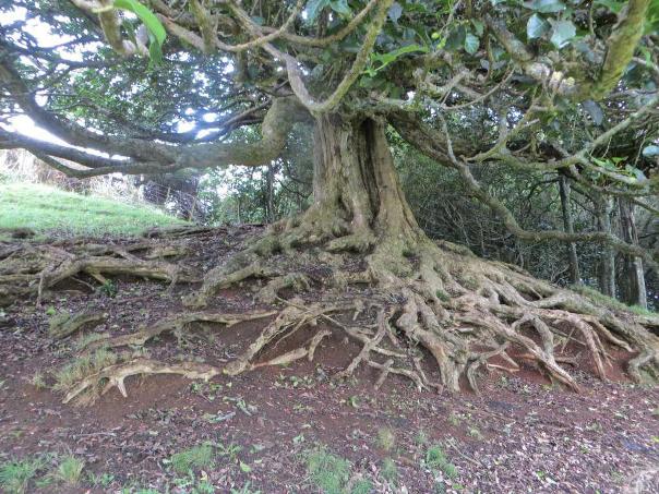 One of the large puriri trees on Toreparu Farm - Image John Lawson