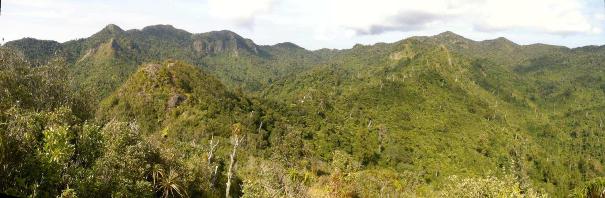 Photo taken on Pirongia track - Image John Lawson