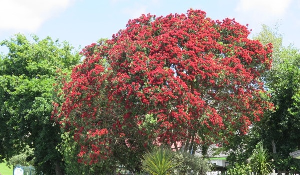 Stewart Street pohutukawa