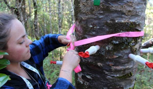 A kauri that has been injected with phosphite to help it fight kauri dieback disease. Image WRC