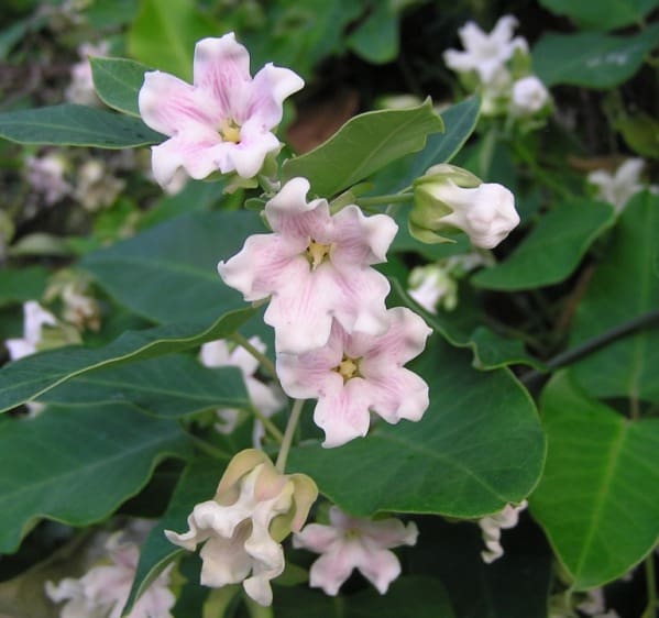 Moth Plant Araujia hortorum