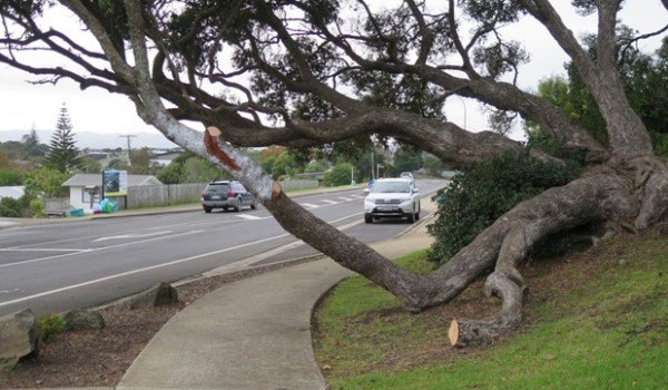 The 'trimmed' pohutukawa tree on the corner of Main Road and Norrie Avenue