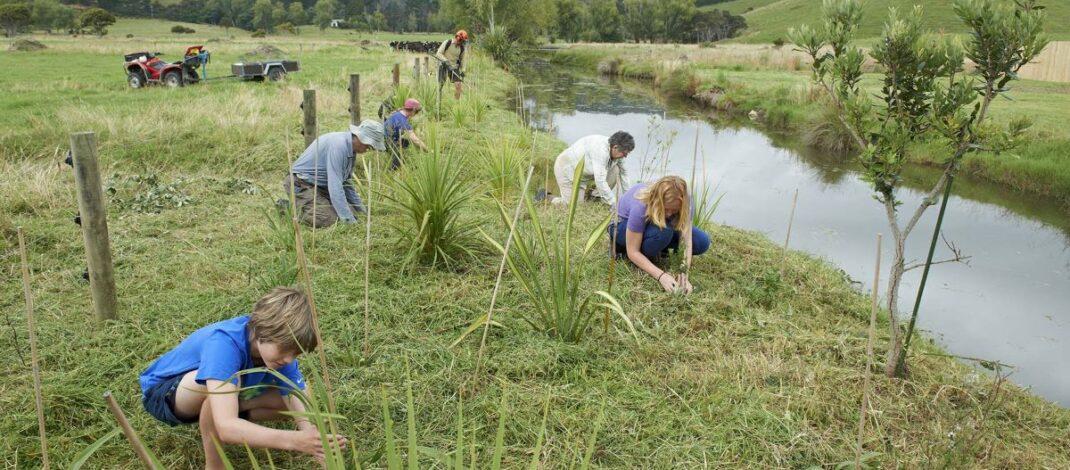 Whaingaroa and other coastal Waikato landowners plant 7633 native trees