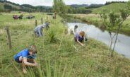 Whaingaroa and other coastal Waikato landowners plant 7633 native trees