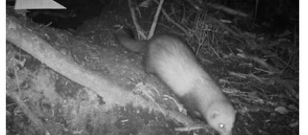 Ferret attack wipes out part of local ōi colony