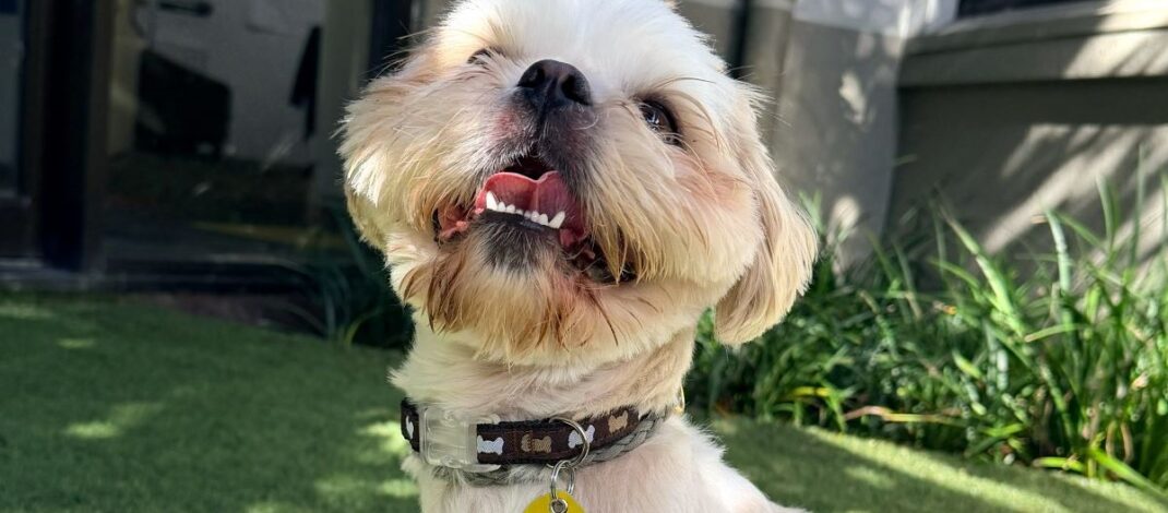 Raglan dogs to get metal tags