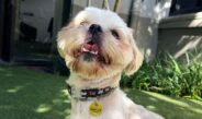 Raglan dogs to get metal tags