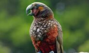 Ideas wanted to strengthen Waikato biodiversity