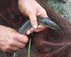 Whaingaroa Whitebait Farm 100908WhaingaroaWhitebaitFarm