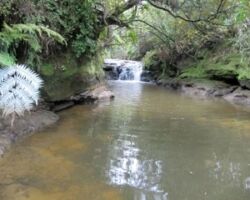 Te Akau 101124ramblersteakauimg_0568-11-03