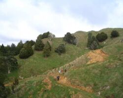 110119RamblersTeMataWalk