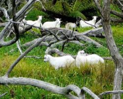 110309RamblersParitata