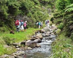 110518RamblersKarioiTeReke